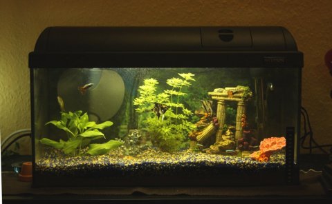 Aquarium