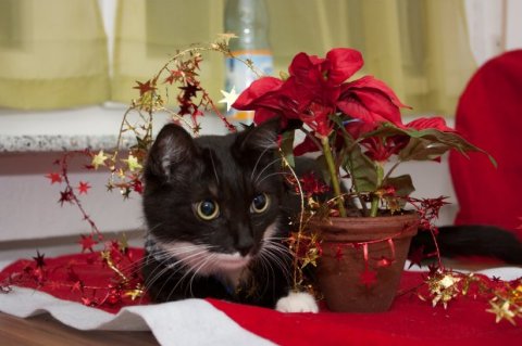 Paula in Weihnachtsstimmung