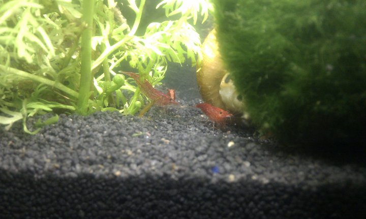 Red Fire Garnelen