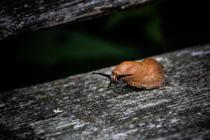 Die Schnecke im Waldzoo